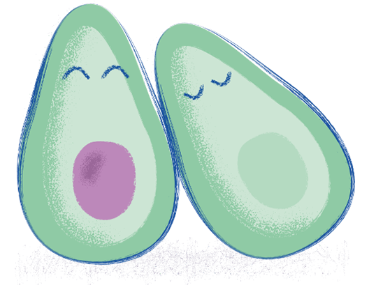 avocado.png